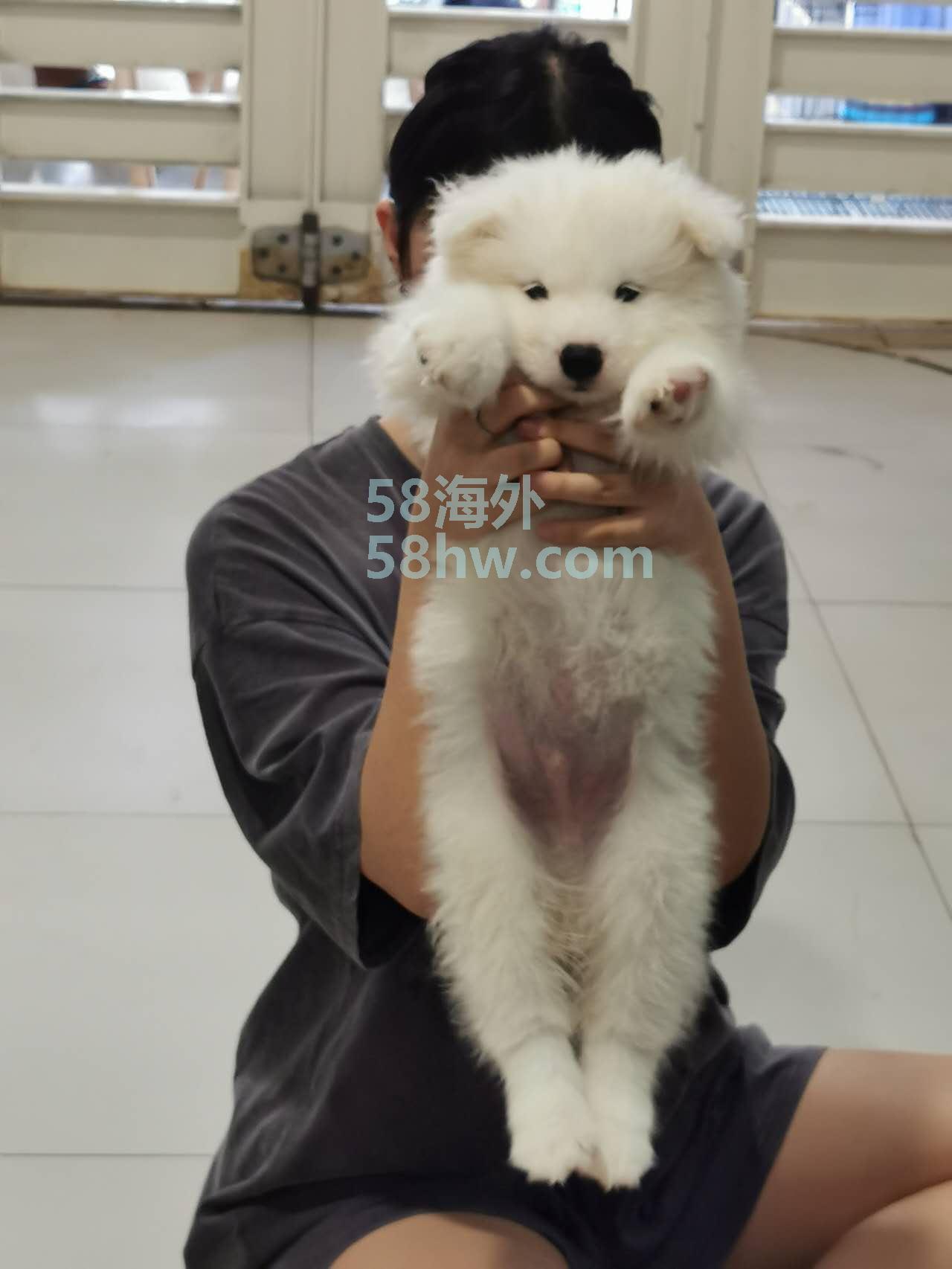 转让一窝萨摩耶幼犬，46天，驱虫做完，疫苗打了一针，双血统有