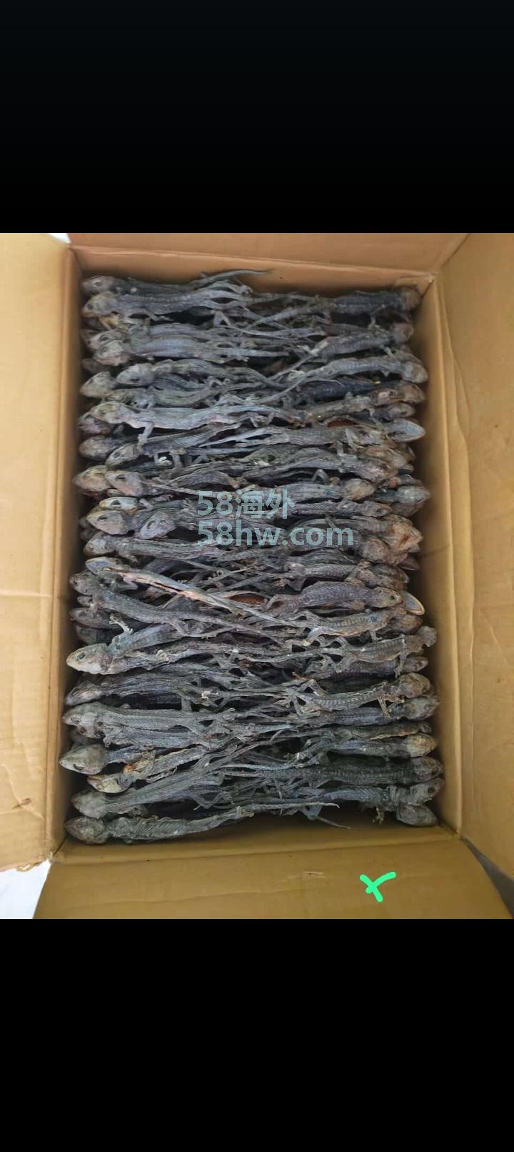 印尼各种中药材，长期供货合作： 蟒蛇皮 海马 壁虎 蝎子 水