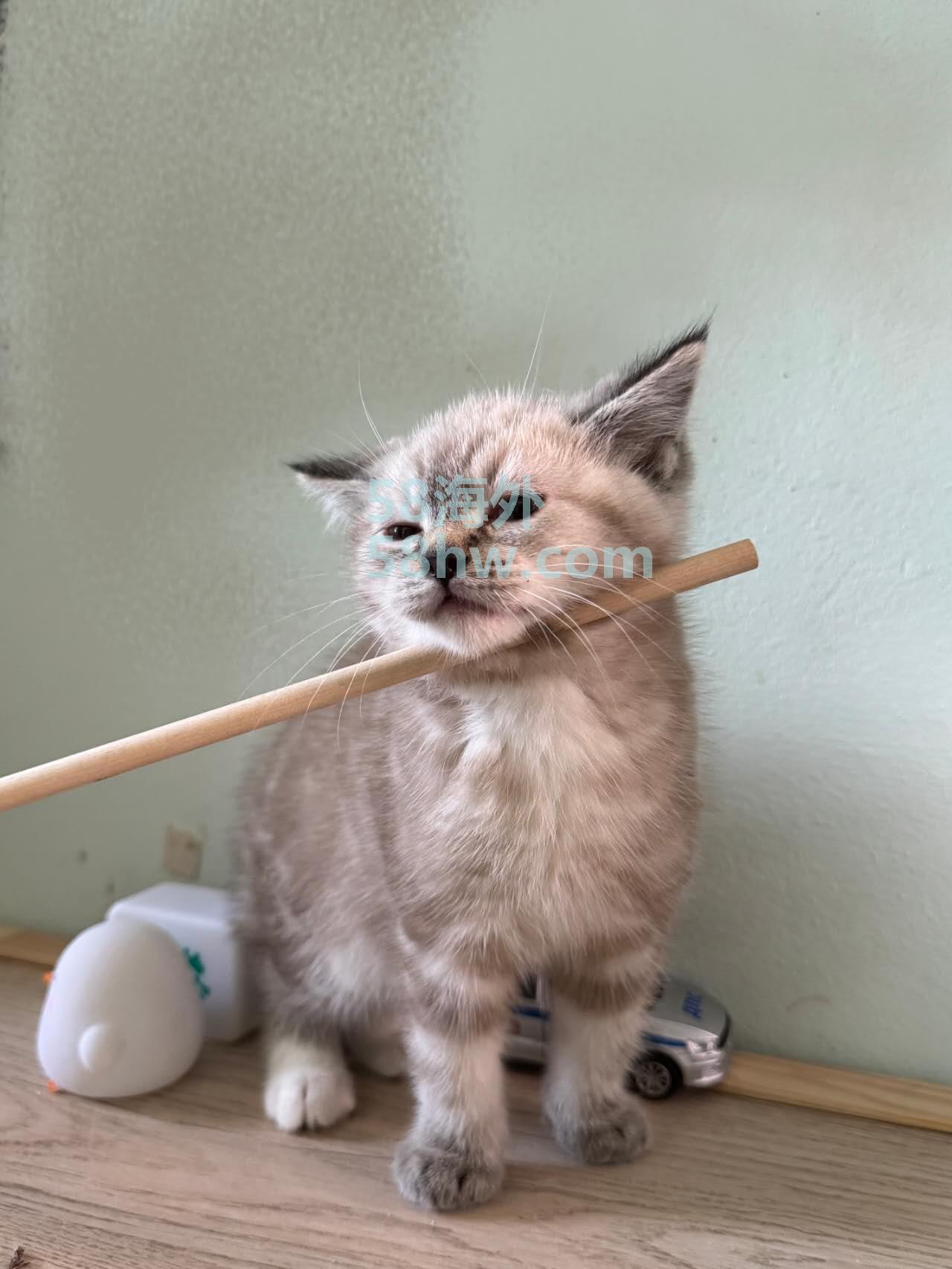 小猫领养