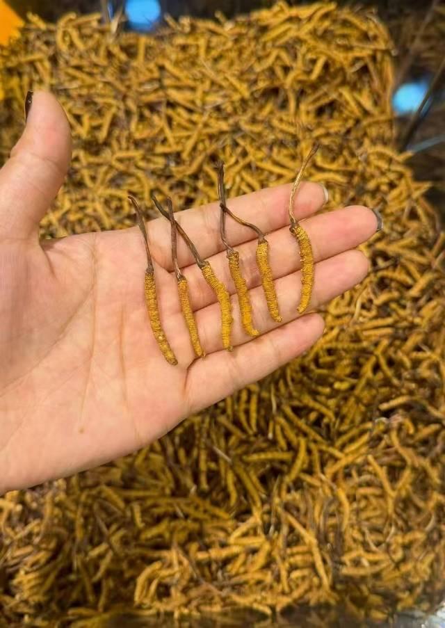 10年印尼燕窝源头工厂