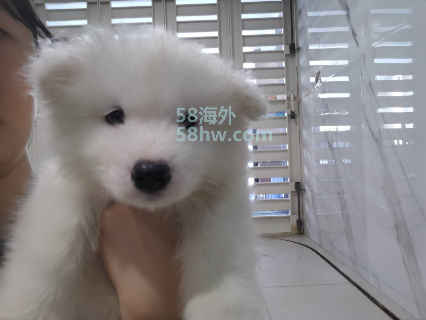 转让一窝萨摩耶幼犬，46天，驱虫做完，疫苗打了一针，双血统有
